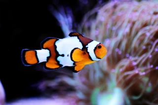 Amphiprion ocellaris M  Snowflake(8cm)