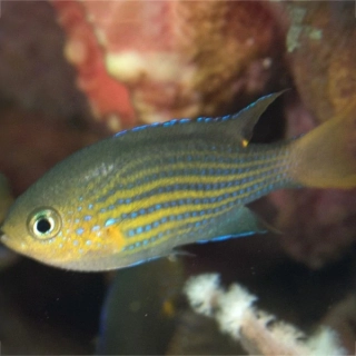 Chromis lineata