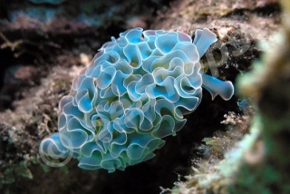 Elysia crispata