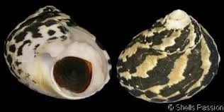 Cittarium pica 
