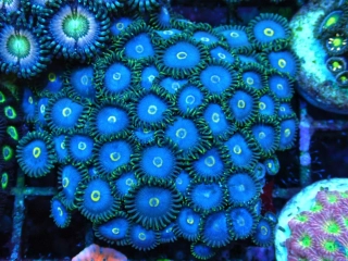 Zoanthus sp.( 4p.)