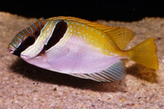 Siganus virgatus