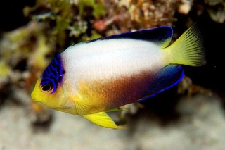 Centropyge multicolour