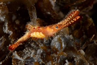Leander plumosus (Donald Duck Shrimp)