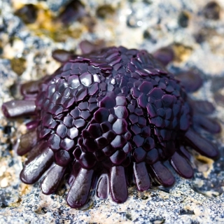 Colobocentrotus atratus