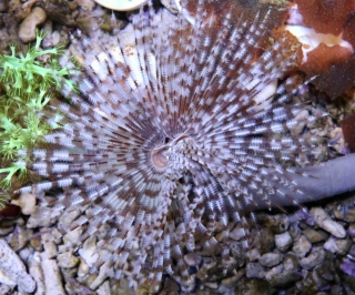 Sabellastarte indica