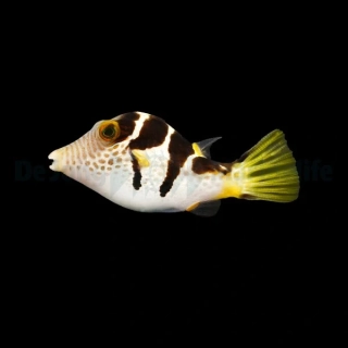 Canthigaster valentini