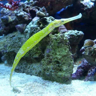 Syngnathoides biaculeatus