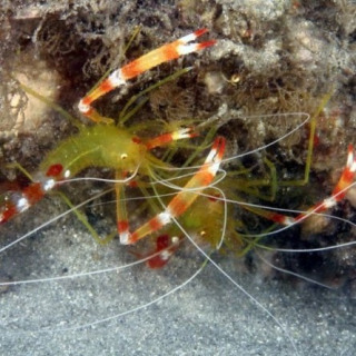 Stenopus cyanoscelis (pár)