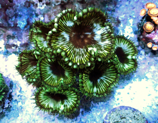 Zoanthus Palythoa grandis XL (2p.)