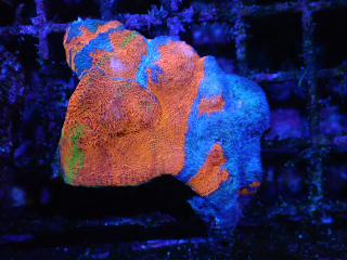 Echinophyllia