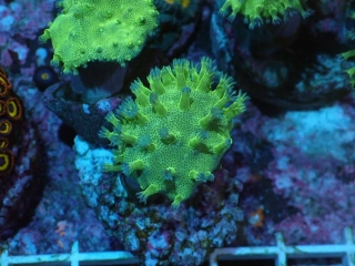 Sarcophyton ultra (frag 4cm)