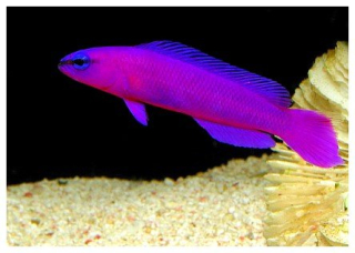 Pseudochromis fridmani
