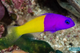 Pictichromis paccagnellae