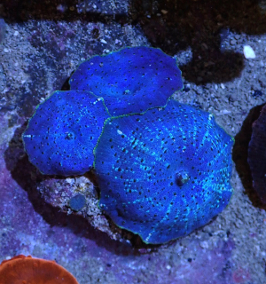 Discosoma Blue 1p.