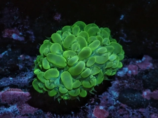 Plerogyra sinuosa XL