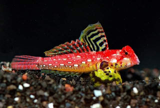 Synchiropus sycorax (pár)