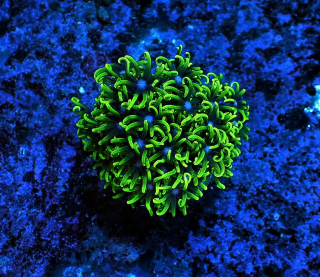 Pachyclavularia (frag 3x3cm)