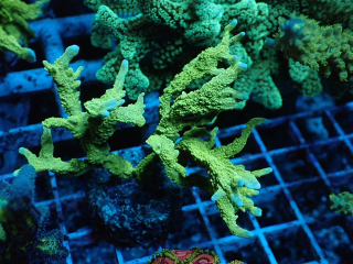 Montipora stellata ( 4cm)