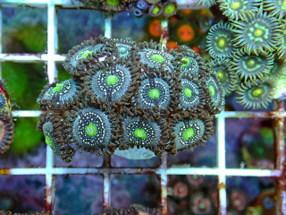 Zoanthus Blue lagoon (4 polypy)