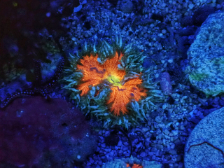Epicystis crucifer 