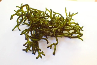 Codium.sp