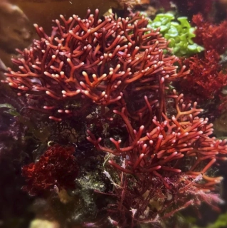 Rhodopeltis sp.