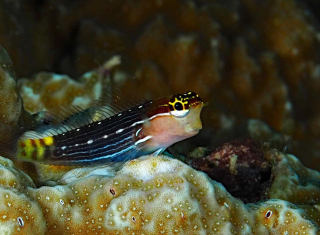 Ecsenius pictus