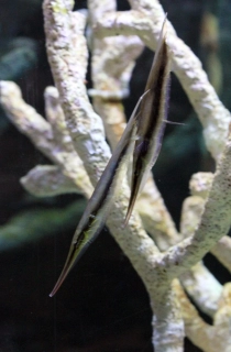 Aeoliscus strigatus