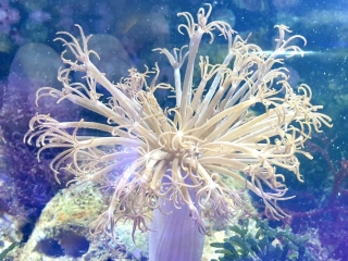 Heteroxenia elizabethae
