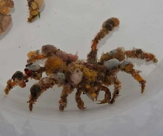 Camposcia retusa
