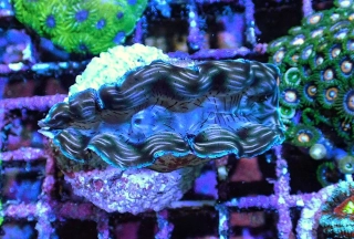 Tridacna derasa 9cm