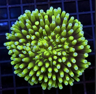 Heliofungia actiniformis 