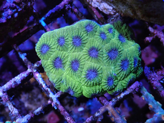 Diploastrea (frag 5cm)
