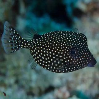 Ostracion Meleagris