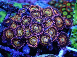 Zoanthus "Alien antivenom" (4p.)
