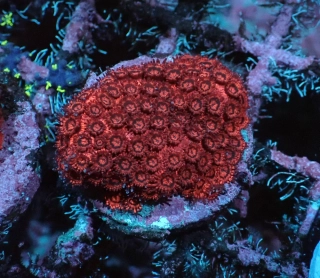 Goniopora micro 