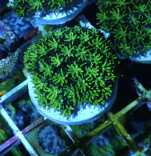 Galaxea green fluo ( 4cm )