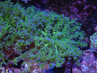 Euphyllia paradivisa (2hl.)