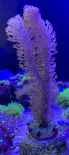 Plexaurella (6cm)