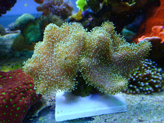 Sarcophyton 