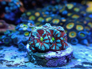Micromussa lordhowensis
