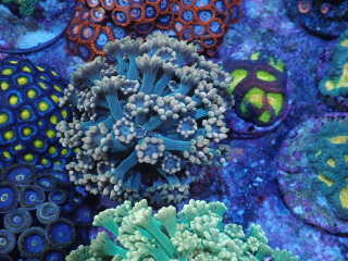 Alveopora Ultra (frag 4cm)