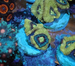 Acanthastrea Yellow 