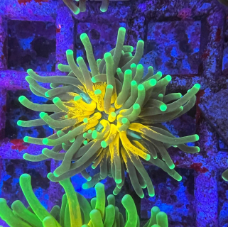 Euphyllia glabrescens (Holy Grail Tiger)