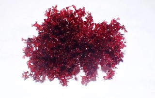 Graccilaria sp 02