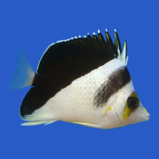 Chaetodon burgessi