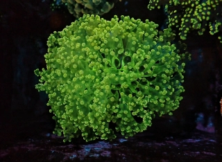 Euphyllia divisa