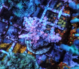 Acropora sp.