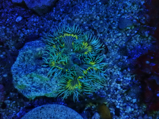 Epicystis crucifer 